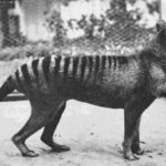 Сумчатый волк, 1933. Полностью вымерший вид