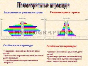 Сравнительная схема половозрелой пирамиды 
