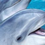 Дельфины 